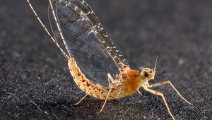 Hustý roj podeniek spôsobil nehody, museli zatvoriť most