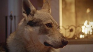 Dej seriálu Vlci bude odohrávať v prírode so svorkou plachých zvierat