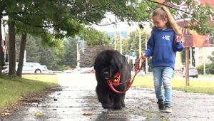 Tábor, kde spájajú deti a psíkov: Canisterapia zahŕňa zábavu a vzdelávanie