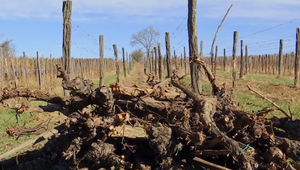 Vinohrady v ohrození: Nákaza útočí a štát zvažuje tvrdé riešenia