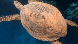 Čech v Egypte zranil korytnačku: Do panciera jej vyryl meno