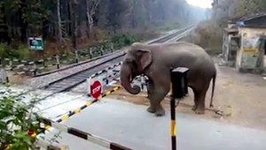 VIDEO: Slon si otvoril závoru a prešiel železničným priecestím