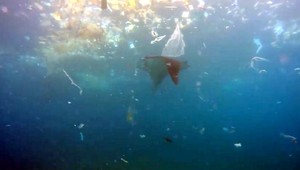 Prišla sa do Indonézie potápať. Namiesto čistého a priezračného mora ju čakali plasty