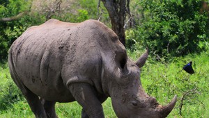 Keď vás návšteva národného parku môže stáť život