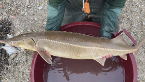 Štát investuje milióny do ochrany jesetera, no ničí ich zákonom chránený kormorán