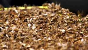 Ľudia na Slovensku vedia rozoznať kvalitný med