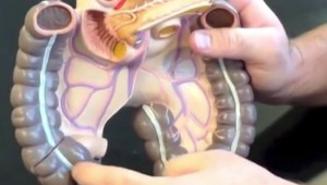 Vedci objavili nový orgán v ľudskom tele