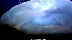 VIDEO: Medúza, veľrybia placenta alebo mýtický tvor?