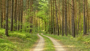 Žena sa stratila v lese, domov ju naviedol policajt cez telefón