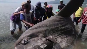 Ulovili vzácny druh obrovskej ryby. Kým sa rozhodli, čo s ňou urobia, uhynula