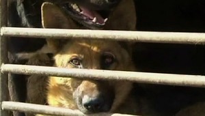 430 týraných psov sa tlačilo v kamióne...