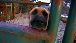 Majiteľa psov, ktorí zabili ornitológa, obvinili