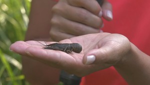 Chovný potok ukrýval nevídané bohatstvo. Netušili o ňom ani miestni rybári