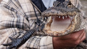 Medzi aligátormi dievčatko prežilo štyri dni!