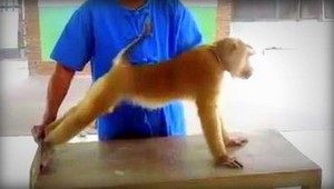 VIDEO. Aj opice cvičia brušáky a kliky. Tu je dôkaz...