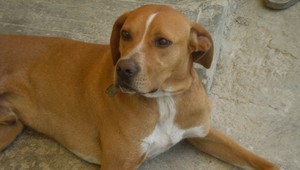 V Rimavskej Sobote sa stratil Beny, pomôžte