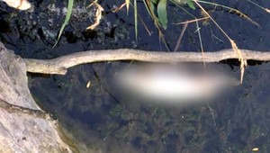 Masy uhynutých rýb v Malom Dunaji. Inšpekcie už označila vinníka