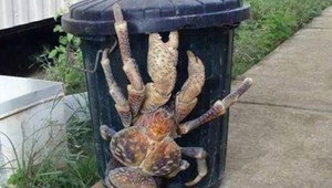 Obrovský krab na Vianočných ostrovoch ukradol fotoaparát za 6 000 dolárov