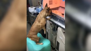 VIDEO: Matka starostlivo pozoruje v inkubátore svoje predčasne narodené šteňatá