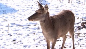 Tak si zvykla na potravu od ľudí, že ju les prestal zaujímať. Museli ju odchytiť