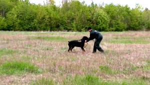 Hrdinom štvornohý policajt. Vystopoval unikajúceho muža