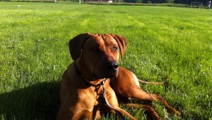 Pri Kostoľanoch pod Trebičom sa stratil Rodézsky Ridgeback