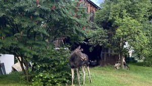 Putovanie osamelého losa Emila sa končí. Rakúšania ho chcú uspať
