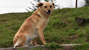 V Bratislave sa stratila sučka Henna, pomôžte ju nájsť