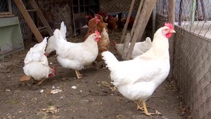 Vedci simulovali pandémiu vtáčej chrípky. Bez rýchlej reakcie hrozia lockdowny