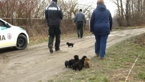 Pri Gabčíkove niekto vyhodil šteniatka k Dunaju, život im zachránila polícia