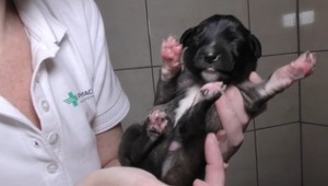 V osade našli šteniatka v otrasných podmienkach: V krabici medzi výkalmi a pomyjami