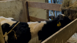 Domáci chovatelia žijú v neistote: Zvieratá sú zatiaľ negatívne, strach zostáva