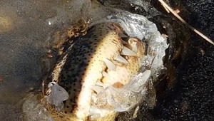 Prezimovanie aligátorov vyráža dych. Tlamy im trčia z ľadu