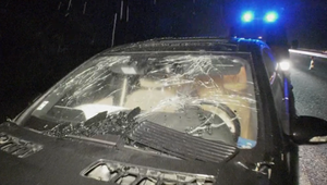 Stret so zverou: Ako postupovať po zrážke?