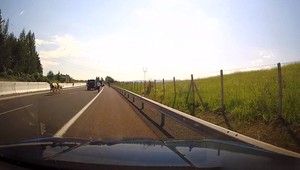 Vodiči pod Tatrami žasli. Na diaľnici oproti nim bežali kravy, tie naháňali policajti
