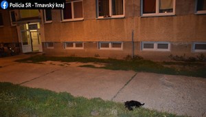 Brutálny čin v ubytovni: Šteňa vyhodili z 15- metrovej výšky, pád neprežilo