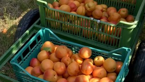 V máji sneh, teraz tropické horúčavy: Ovocinári zberajú úrodu, na pálenku veľa nezvýši