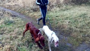 Psy zaútočili na srnca. Ich majiteľ, viceprimátor, obvinenia odmieta