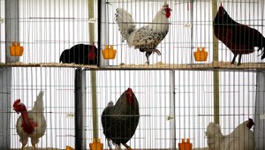 Pri Prešove našli ďalšie ohnisko vtáčej chrípky