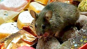Myš si pochutnávala na sladkostiach za 450 eur