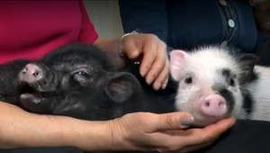 Nová destinácia pre milovníkov zvierat. Otvorili kaviareň plnú mini prasiat