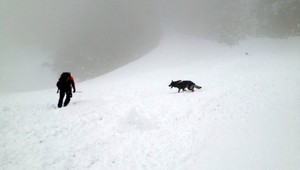 Veľká pátracia akcia v Tatrách. Po páde lavíny hľadali horolezcov
