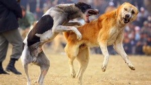 Veľký pes zaútočil na malého, majiteľka si môže vymáhať škodu