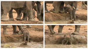 Dojímavé video. Dospelé slony pomáhajú sloníčaťu z jamy
