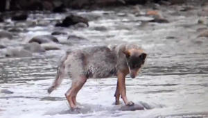 Tatrancov vystrašil vlk - samotár. Ľudia vraj nemajú vychádzať von