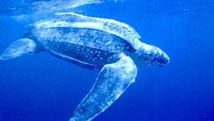 Život v moriach je ohrozený a nemusí byť už možná jeho záchrana