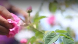 Proti diviakom vysadila špeciálnu ružu. Teraz ovláda aj miestny kozmetický priemysel