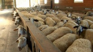 Pri Lučenci sa stratilo tridsať oviec, všetky sú očipované