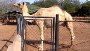 Ľudia vo Venezuele sú zúfalí. Kradnú a jedia zvieratá, tvrdia pracovníci ZOO
