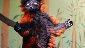 V bojnickej ZOO ušiel lemur z ubikácie. Komentáre zaplavili vtipné referencie na rozprávku